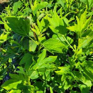 Feuilles d'oseille (bissap, foléré, ngayi ngayi) fraîches (1kg)