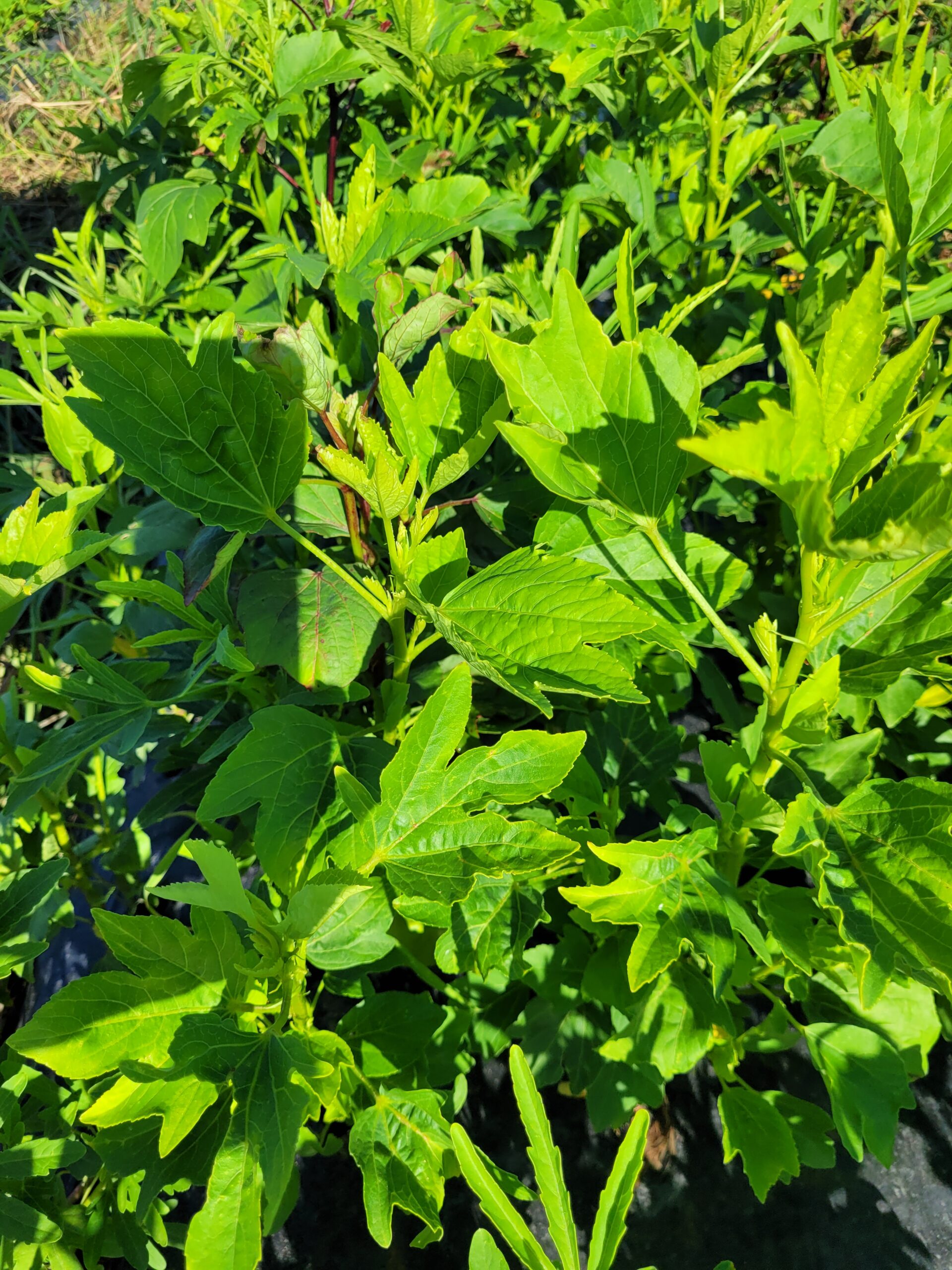 Feuilles d'oseille (bissap, foléré, ngayi ngayi) fraîches (1kg)