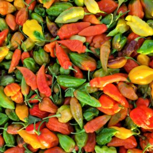 Piments mixtes très forts (1kg)