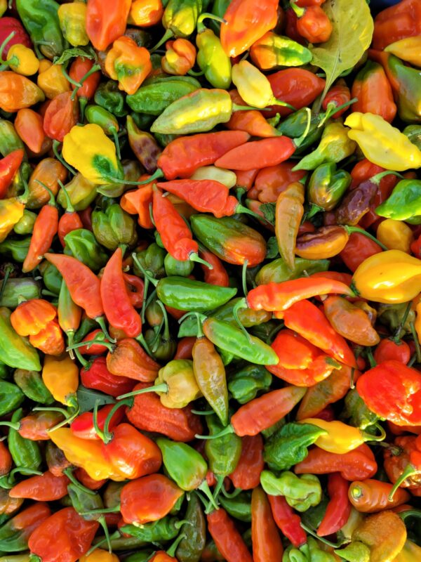 Piments mixtes très forts (1kg)