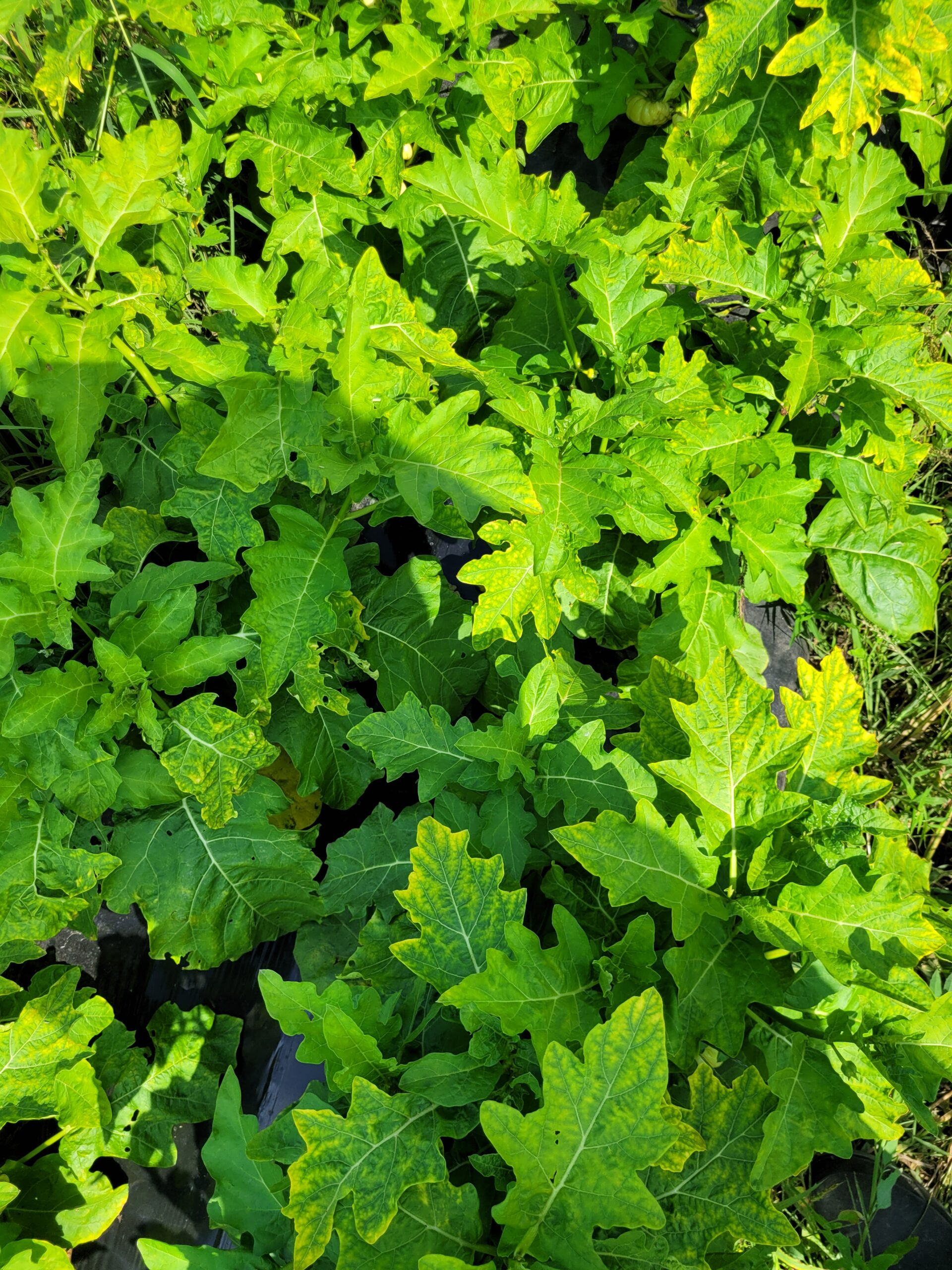 Feuilles d'aubergine amère fraîches (1kg)