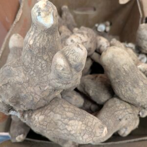 Ignames Jaunes sucrées (1 kg)