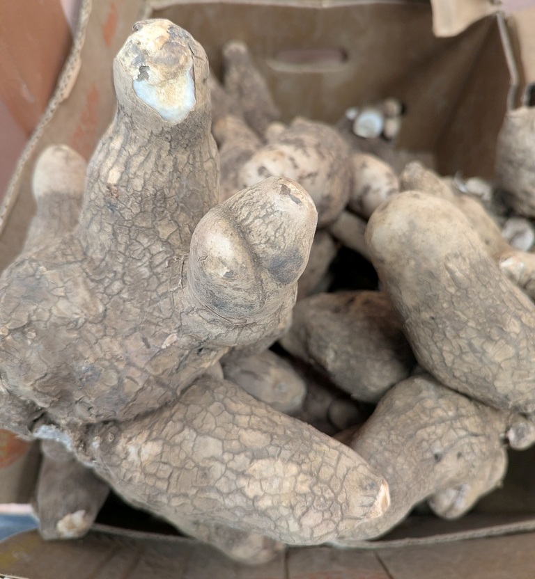 Ignames Jaunes sucrées (1 kg)