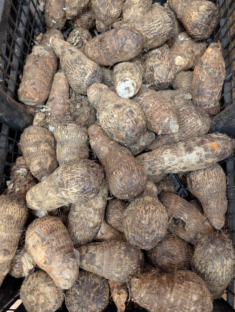 Macabo rouge ou blanc (1 kg)`