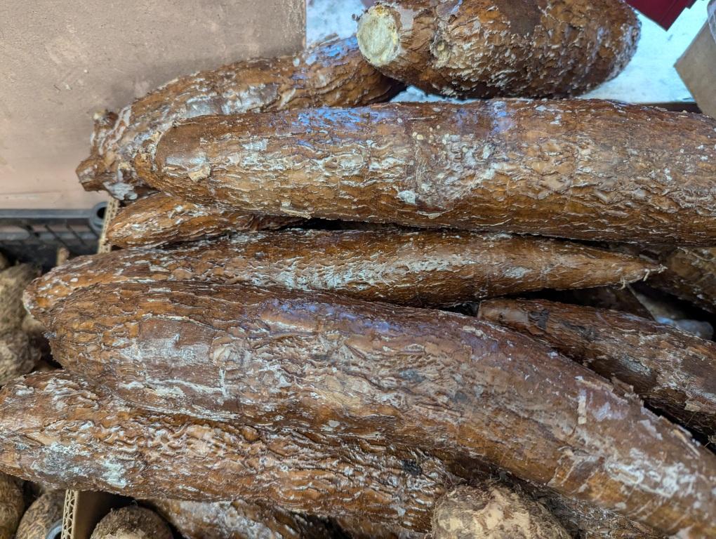 Tubercule de Manioc (1 kg)